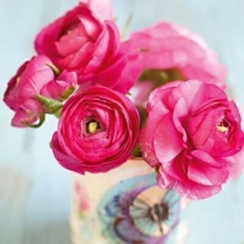 Bright Pink Ranunculus Blank Greeting Card by Paper Rose. Designed by Howard Shooter and Lauren Floodgate to form part of the Blooming Gorgeous Range published by the Art Group for Paper Rose. The range is photographic still life pictures of flowers in 